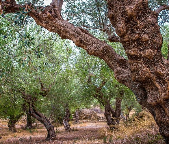 Ελιά: Πώς απορροφά τις εκπομπές διοξειδίου του άνθρακα