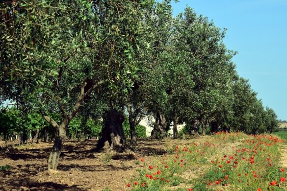 Δενδροκαλλιέργειες – Πώς θα αποζημιωθούν για τις πυρκαγιές