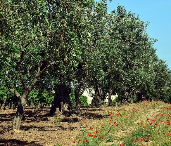 Δενδροκαλλιέργειες – Πώς θα αποζημιωθούν για τις πυρκαγιές