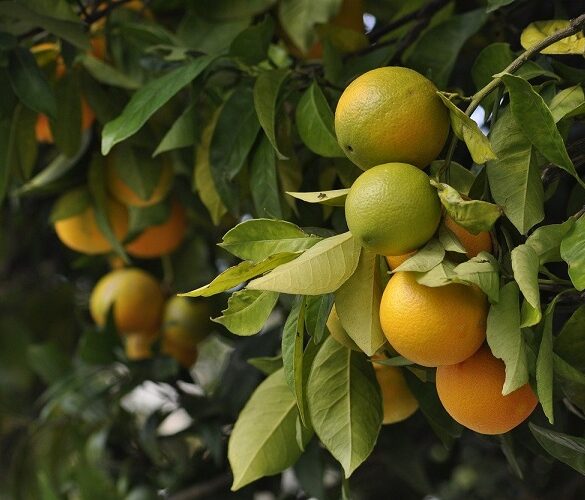Εσπεριδοειδή: Διακινούνται φορτία με ανώριμα και ατυποποίητα προϊόντα