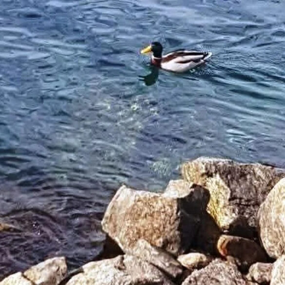 Πάτρα: Ένα ζευγάρι άγριες πάπιες… στο νέο λιμάνι