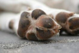 Πάτρα: Διερεύνηση παραβίασης της νομοθεσίας για κατοικίδια – Η ΕΕ για εκτεταμένα φαινόμενα εμπορικών μεταφορών Αδέσποτων Ζώων – Οι δήθεν υιοθεσίες