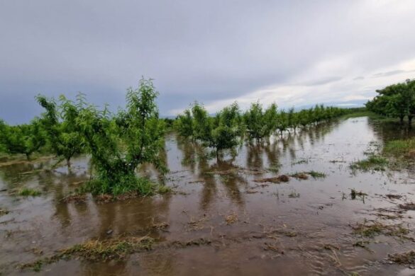 Πέλλα: Καταστράφηκαν 15.000 στρέμματα με φρούτα πριν τη συγκομιδή