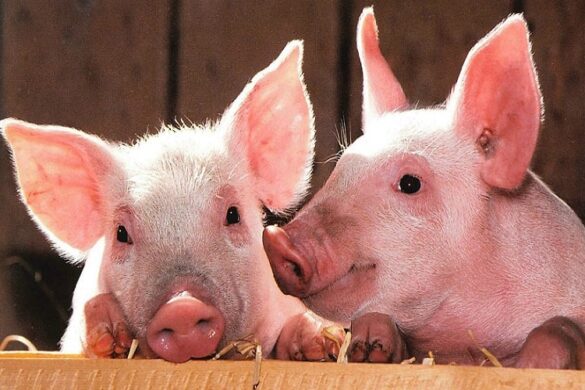 Χοιροτροφία: Στα 28,5 εκατ. ευρώ η «καλή μεταχείριση των χοίρων»