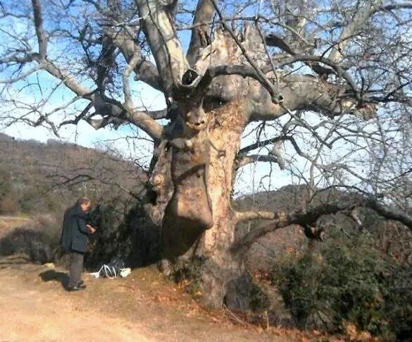 «Διατηρητέο Μνημείο της Φύσης» κηρύχθηκε υπεραιωνόβιος πλάτανος 850 ετών