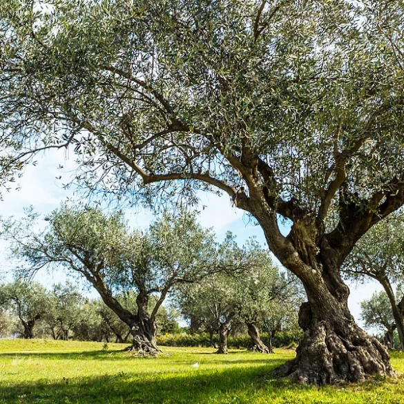 Η ποικιλία ελιάς που ταιριάζει στη γη σου καθορίζει την παραγωγή σου — η επιλογή μετράει