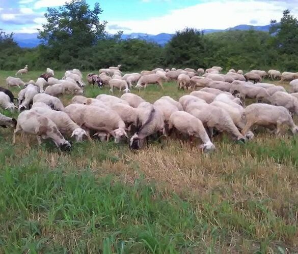 ΟΠΕΚΕΠΕ: Σκάνδαλο με παράνομα βοσκοτόπια – Τι καταγγέλλουν βουλευτές του ΠΑΣΟΚ