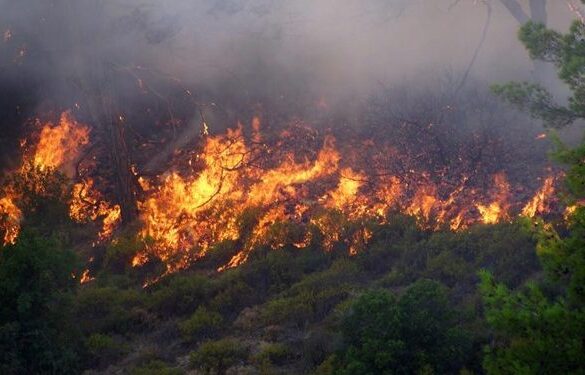 Φωτιά στην Ηλεία: Στα χέρια της ΕΛ.ΑΣ. ένας ύποπτος για εμπρησμό – Τρεις τραυματίες