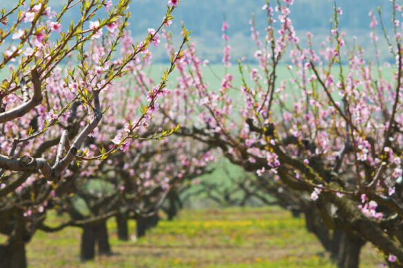 Καιρός: Με άκρως ανοιξιάτικες συνθήκες η Μεγάλη Εβδομάδα