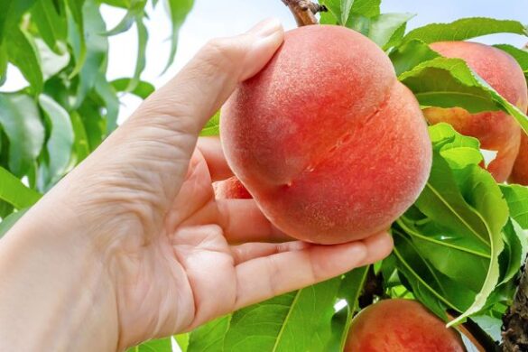 Τσιάρας για αποζημιώσεις από βροχοπτώσεις Αυγούστου, ζημιές παγετού και παραμορφωμένα