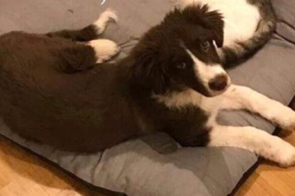 Έγκλημα στα Γλυκά Νερά: Αυτό είναι το σκυλάκι που σκότωσε μαζί με την Καρολάιν ο πιλότος