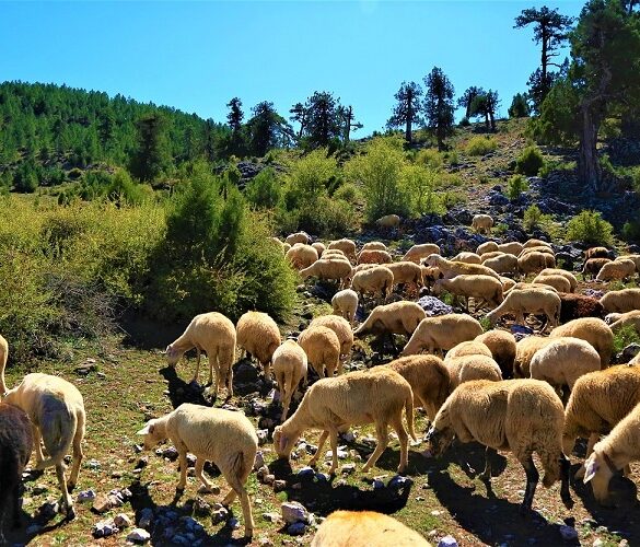 Κτηνοτροφία: Τι αλλάζει στα διαχειριστικά σχέδια βόσκησης – Νέες ρυθμίσεις
