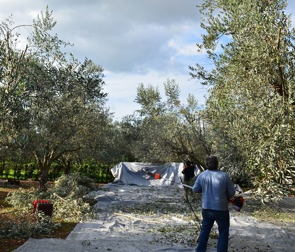 Κρήτη: Ζητούνται εργάτες γης για το μάζεμα της ελιάς – Πλαφόν στα μεροκάματα