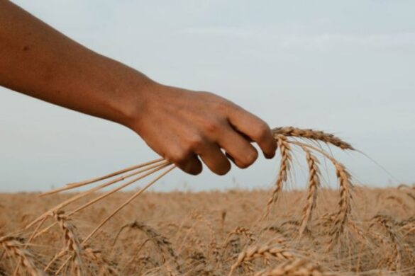 Σιτάρι: Χαμηλές οι τιμές του σκληρού – Σε απόγνωση οι παραγωγοί