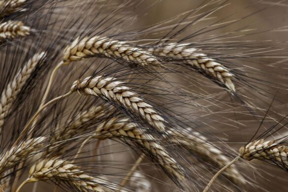 Από Ρουμανία και Βουλγαρία αγόρασε σιτάρι η Αίγυπτος – πόσο έφτασε η τιμή
