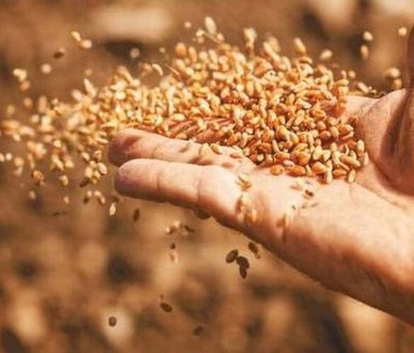 ΕΕ: Ποιες περιοχές βρίσκονται ψηλά στην αξία παραγωγής σιτηρών και γάλακτος
