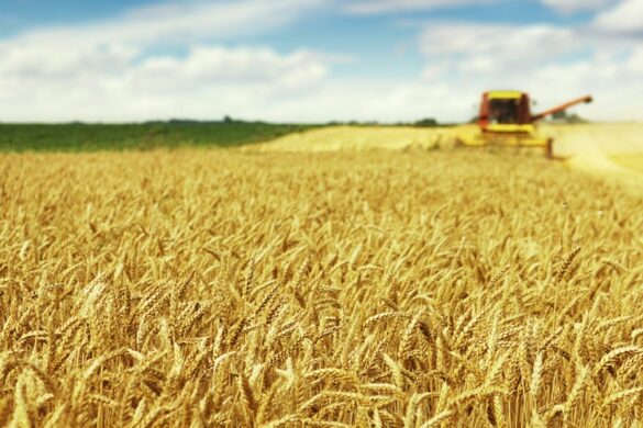 Οι αγρότες αντιδρούν στην πρόταση για κατάργηση οικολογικού σχήματος Π1. 31.1. Β για τις σπορές τοπικών ποικιλιών