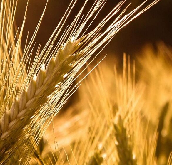 Πιέσεις στις τιμές των αγροτικών προϊόντων – Δείτε έρευνα