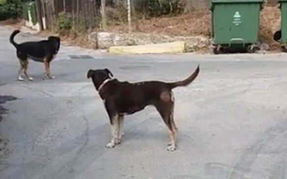 Ψαθόπυργος: Έντονο το πρόβλημα με τα αδέσποτα της περιοχής