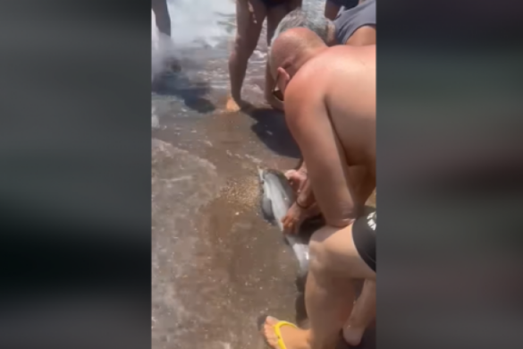 Νεογέννητο δελφίνι εμφανίστηκε σε παραλία του Αιγίου