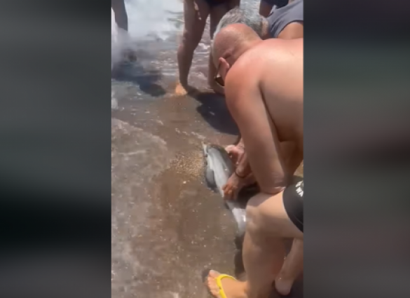 Νεογέννητο δελφίνι εμφανίστηκε σε παραλία του Αιγίου