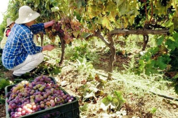 Αμπέλι: Καταγραφή μπελοτεμαχίων μικρής έκτασης στο αμπελουργικό μητρώο