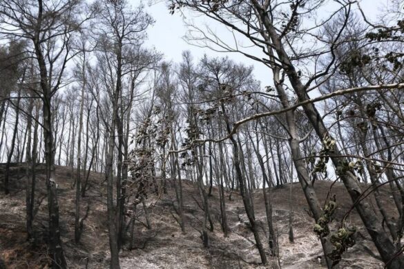 Επενδύσεις στην ανάπτυξη δασικών περιοχών: Αναρτήθηκαν τα προσωρινά στοιχεία