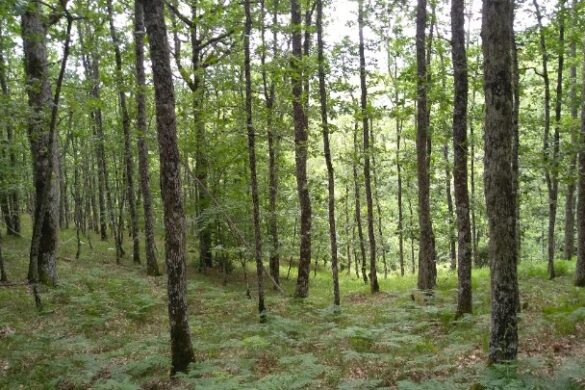 H συνεισφορά των ελληνικών δασών στην μείωση της κλιματικής αλλαγής