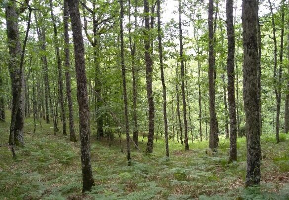 H συνεισφορά των ελληνικών δασών στην μείωση της κλιματικής αλλαγής