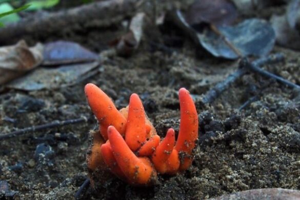 Η βιοποικιλότητα των μανιταριών μέσα από τον φακό του Max Mudie