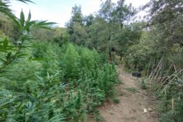 Οι αστυνομικοί της Πάτρας εντόπισαν οργανωμένη φυτεία κάνναβης σε δασική περιοχή στην Κορινθία