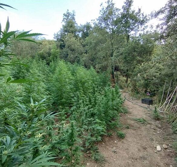 Οι αστυνομικοί της Πάτρας εντόπισαν οργανωμένη φυτεία κάνναβης σε δασική περιοχή στην Κορινθία