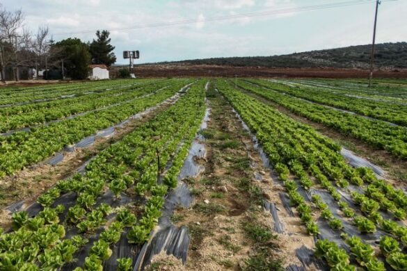 ΚΑΠ: Φυτοκάλυψη …με παράλληλη χρηματική «κάλυψη» των παραγωγών