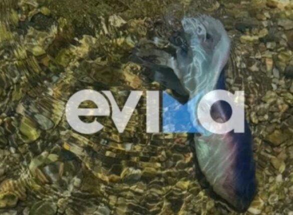 Εύβοια: Εντοπίστηκε χταπόδι “σεντόνι” – Από πού πήρε το όνομά του (ΒΙΝΤΕΟ)
