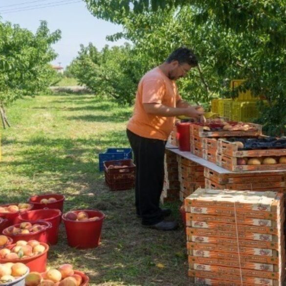 Πελοπόννησος: Να ενισχυθούν οι πληγέντες από τον καύσωνα αγρότες