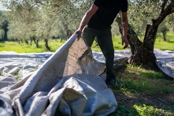 Αμάζευτες οι ελιές στην Αχαΐα λόγω… έλλειψης εργατών γης