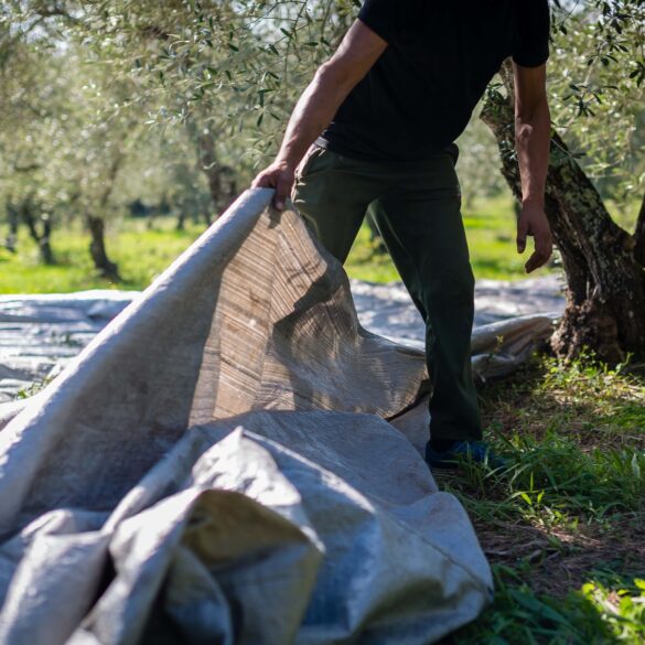 Αμάζευτες οι ελιές στην Αχαΐα λόγω… έλλειψης εργατών γης