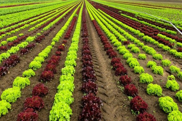 Πιερία: Ζημιές σε καλλιέγειες από την κακοκαιρία – Κλιμάκιο του ΕΛΓΑ στην περιοχή