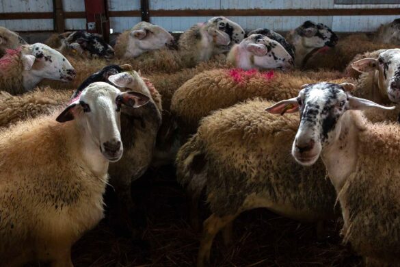 ΥπΑΑΤ: Ξεκίνησε η καταβολή αποζημιώσεων για πανώλη και ευλογιά αιγοπροβάτων