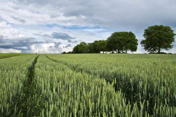 Ουκρανία: Περιορισμοί στις εξαγωγές γεωργικών προϊόντων