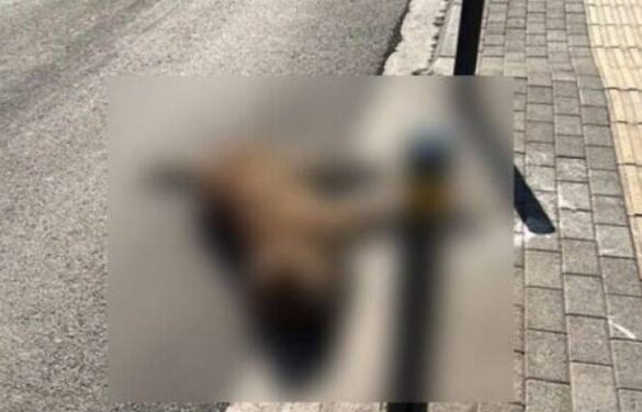 ΣΟΚ σε χωριό της Αχαΐας: Σκότωσε σκύλο με το αυτοκίνητό του και δεν σταμάτησε καν…