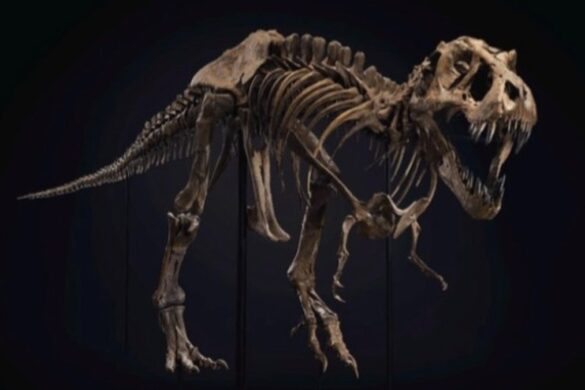 Δημοπρατείται σκελετός T-Rex