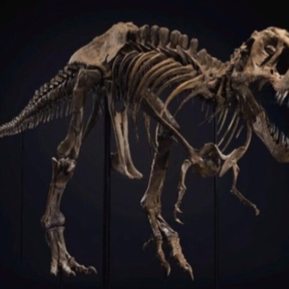 Δημοπρατείται σκελετός T-Rex