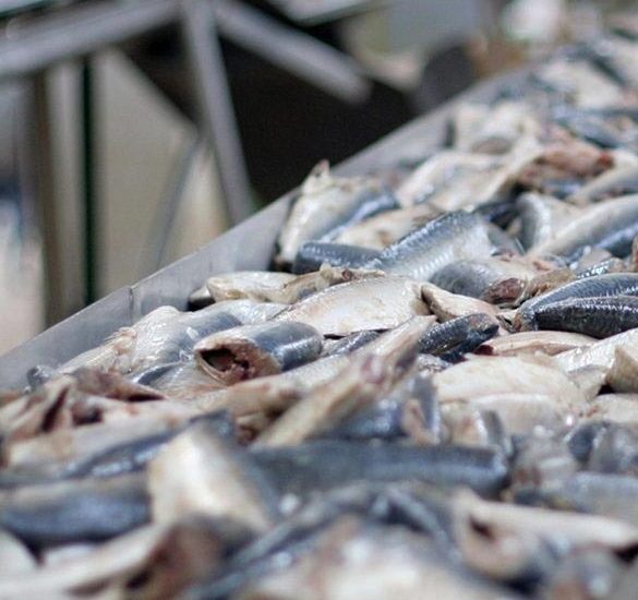 Κατασχέσεις νωπών αλιευμάτων από την Διεύθυνση Κτηνιατρικής ΠΔΕ
