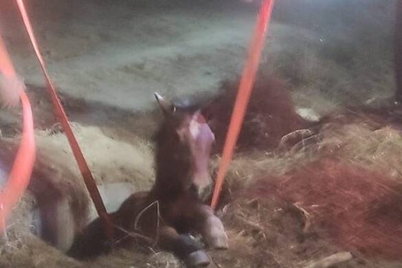 Σέρρες: Νυχτερινή επιχείρηση για να σώσουν μικρό άλογο