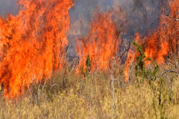 Πυροσβεστική: 39 δασικές πυρκαγιές το τελευταίο 24ωρο