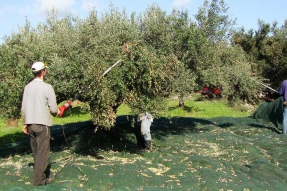 Ελαιοπαραγωγοί Δυτικής Αχαΐας: Αν δεν βρέξει θα πέσουν οι ελιές