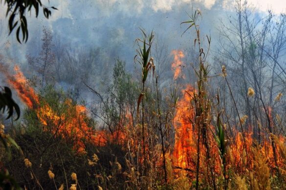Υψηλός ο κίνδυνος πυρκαγιάς και σήμερα στη Δυτική Ελλάδα