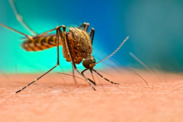 Ζώα: Και όμως λατρεύουν το αλκοόλ και μεθούν