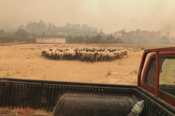 Τραγικές οι επιπτώσεις της φωτιάς σε Εύβοια, Ηλεία, Αττική – πλήγμα στα βοσκοτόπια